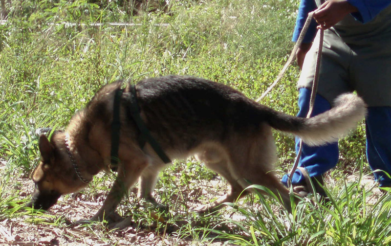 foto van een begeleider en een hond die een ontmijningsopdracht uitvoeren