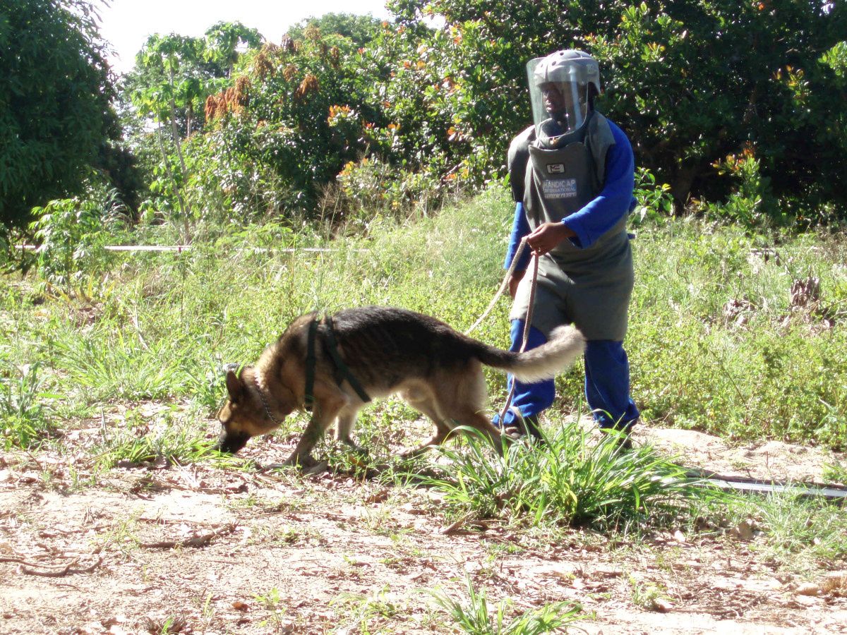 Un démineur accompagné de son chien, un berger allemand, examinent une zone à déminer